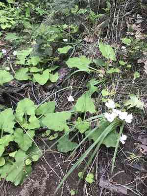 Sierra mariposa lily(Calochortus minimus)