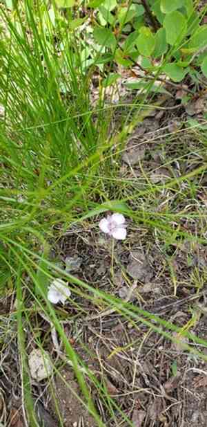 Sierra mariposa lily(Calochortus minimus)