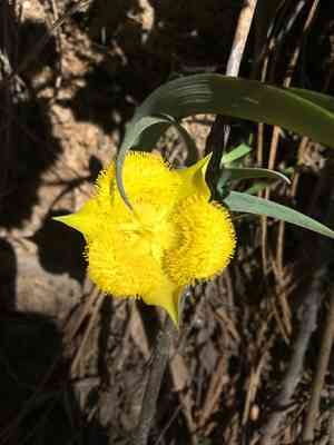 Yellow star-tulip(Calochortus monophyllus)
