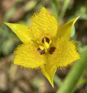 Yellow star-tulip(Calochortus monophyllus)
