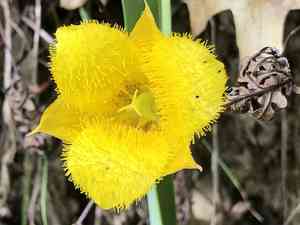 Yellow star-tulip(Calochortus monophyllus)