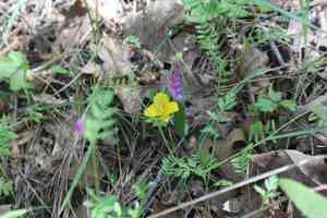 Yellow star-tulip(Calochortus monophyllus)