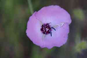 Splendid mariposa lily(Calochortus splendens)