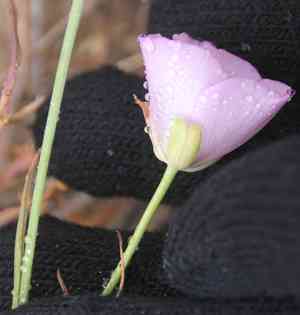 Splendid mariposa lily(Calochortus splendens)