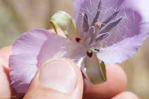 Splendid mariposa lily(Calochortus splendens)