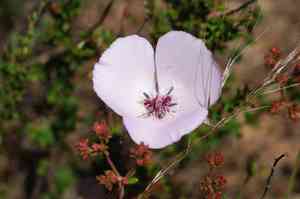 Splendid mariposa lily(Calochortus splendens)