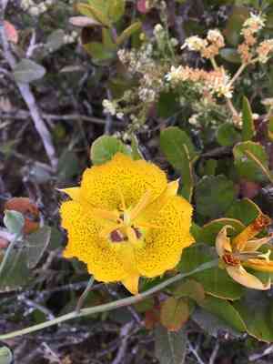 Weed's mariposa lily(Calochortus weedii)