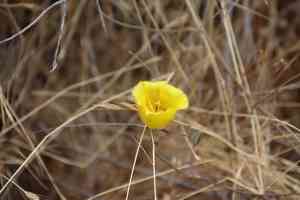 Weed's mariposa lily(Calochortus weedii)