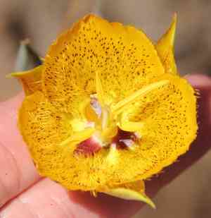 Weed's mariposa lily(Calochortus weedii)