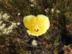 Weed's mariposa lily(Calochortus weedii)