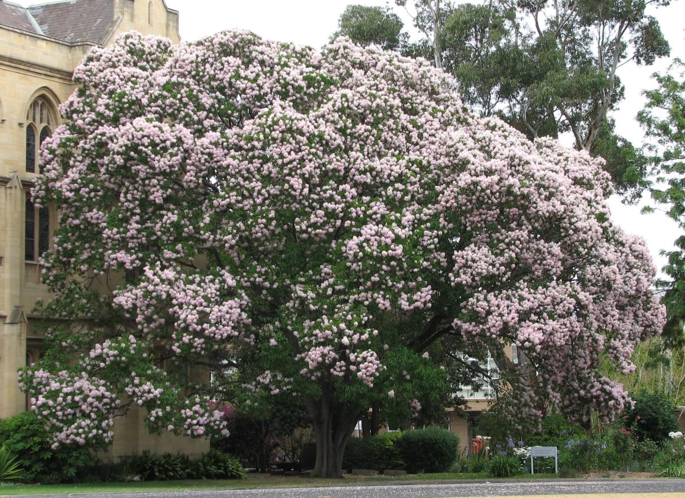 Cape chestnut(Calodendrum capense)