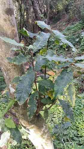 Cape chestnut(Calodendrum capense)