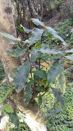 Cape chestnut(Calodendrum capense)