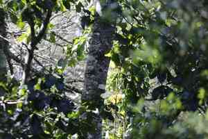 Cape chestnut(Calodendrum capense)