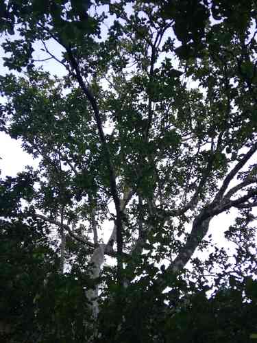 Cape chestnut(Calodendrum capense)