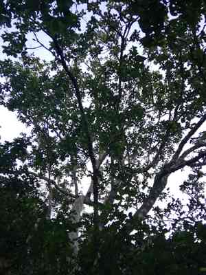 Cape chestnut(Calodendrum capense)