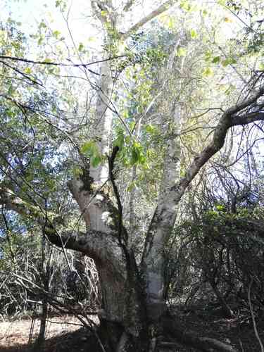Cape chestnut(Calodendrum capense)