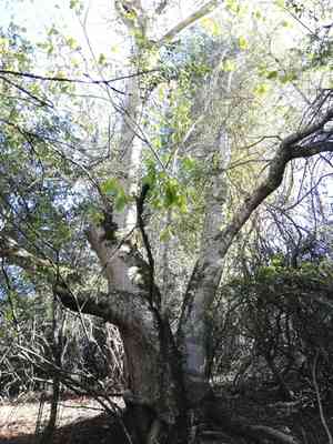 Cape chestnut(Calodendrum capense)