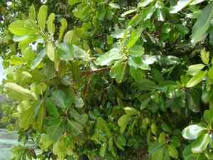 Tamanu(Calophyllum inophyllum)