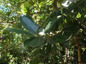 Tamanu(Calophyllum inophyllum)