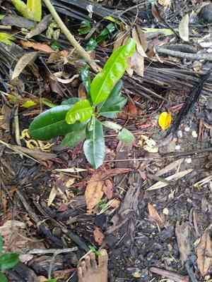 Tamanu(Calophyllum inophyllum)