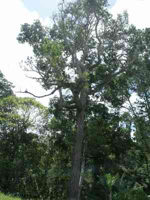 Calophyllum (Calophyllum)(Calophyllum)