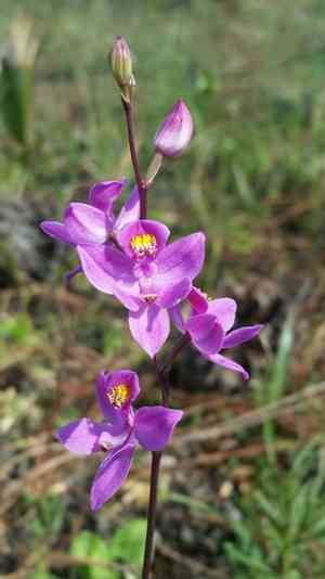 Manyflower grasspink(Calopogon multiflorus)