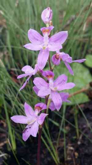 Manyflower grasspink(Calopogon multiflorus)