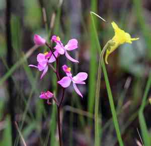 Manyflower grasspink(Calopogon multiflorus)