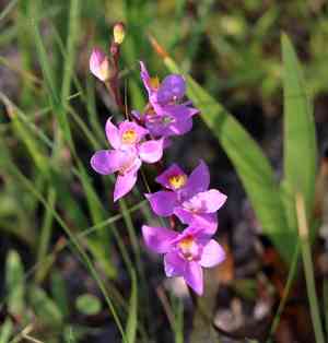 Manyflower grasspink(Calopogon multiflorus)