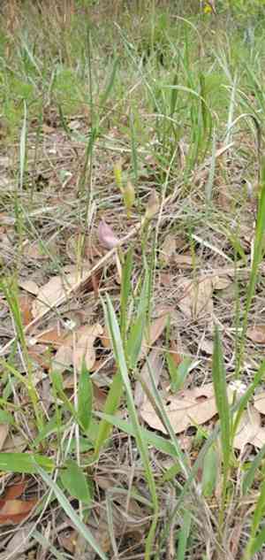 Oklahoma grasspink(Calopogon oklahomensis)