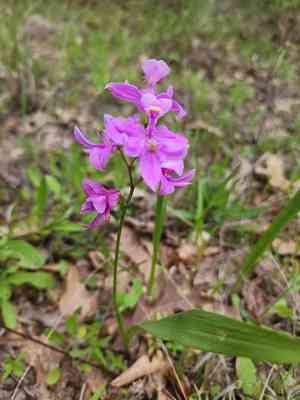 Oklahoma grasspink(Calopogon oklahomensis)