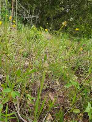 Oklahoma grasspink(Calopogon oklahomensis)