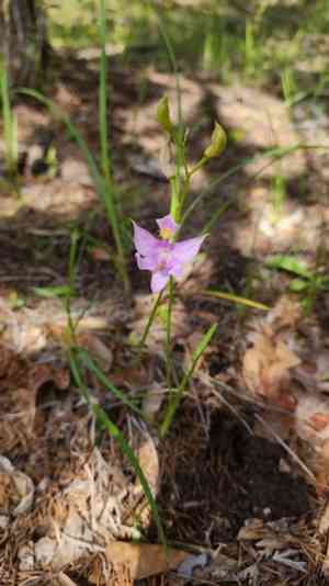 Oklahoma grasspink(Calopogon oklahomensis)