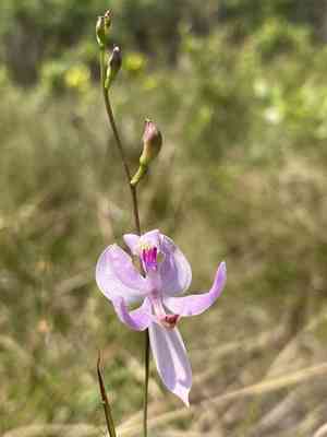 Pale grasspink(Calopogon pallidus)