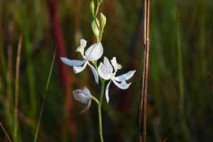 Pale grasspink(Calopogon pallidus)