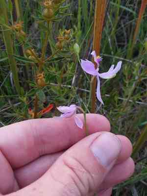 Pale grasspink(Calopogon pallidus)