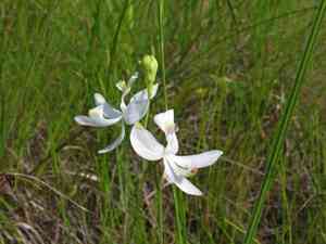 Pale grasspink(Calopogon pallidus)