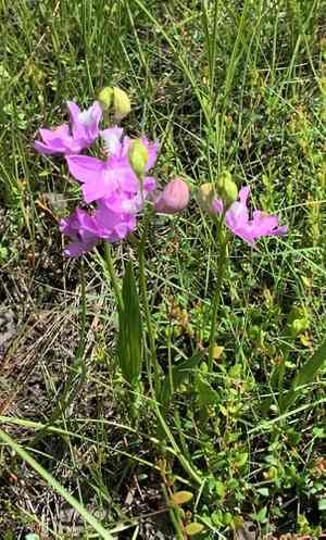 Tuberous grasspink(Calopogon tuberosus)