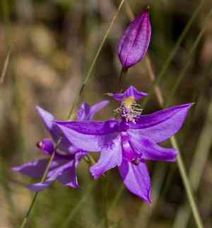 Tuberous grasspink(Calopogon tuberosus)