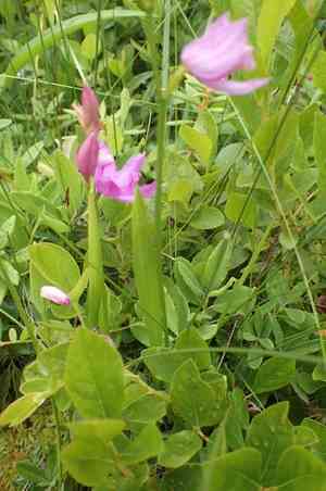 Tuberous grasspink(Calopogon tuberosus)