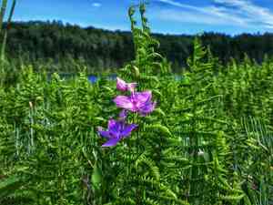 Tuberous grasspink(Calopogon tuberosus)
