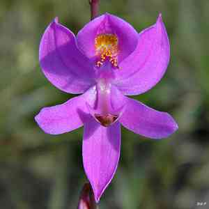 Grass pink (Calopogon)(Calopogon)