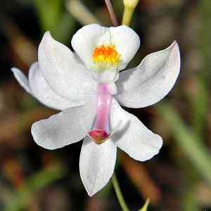 Grass pink (Calopogon)(Calopogon)