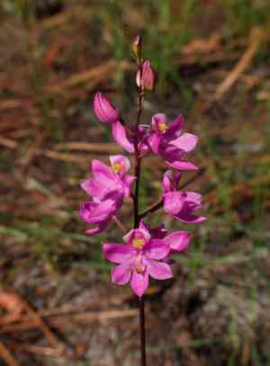 Grass pink (Calopogon)(Calopogon)