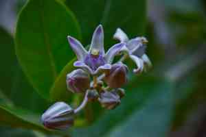 Crown Flower(Calotropis gigantea)