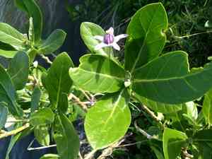 Crown Flower(Calotropis gigantea)