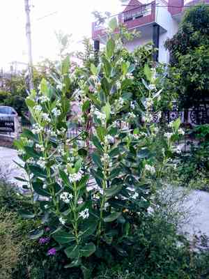Crown Flower(Calotropis gigantea)