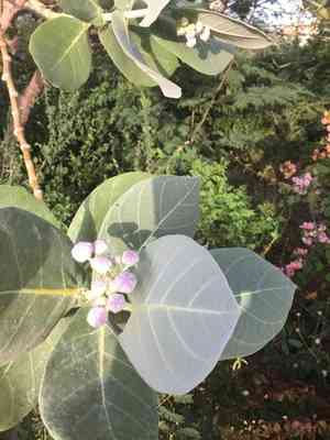 Apple of Sodom(Calotropis procera)