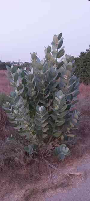 Apple of Sodom(Calotropis procera)